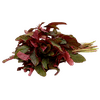 FruitsVegetables_Vegetables_FreshPackAmaranthus.png