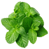 vegitables_mint_local_mint.png