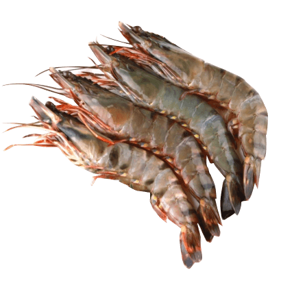 nonveg_shrimp_medium.png