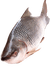 Fish.png